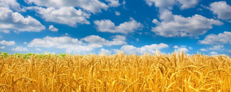 Поле пшеницы панорама