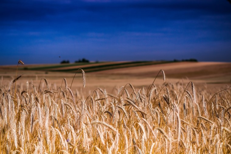 Пшеничное поле Вангол