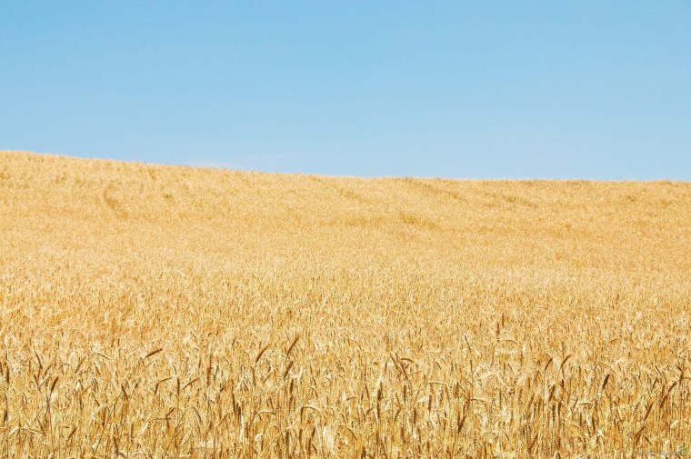 Поле пшеницы