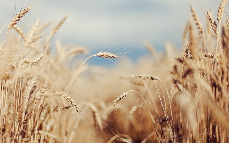 Поле пшеницы