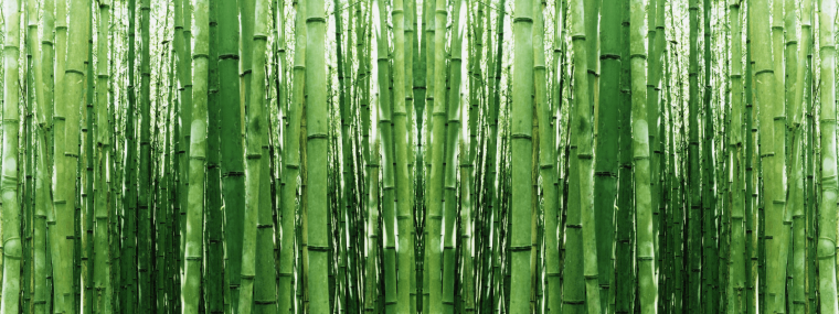 Бамбук фон