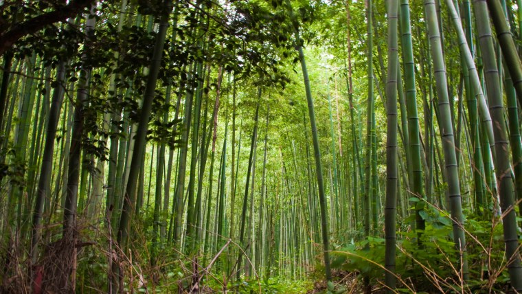 Муссонные леса бамбуки