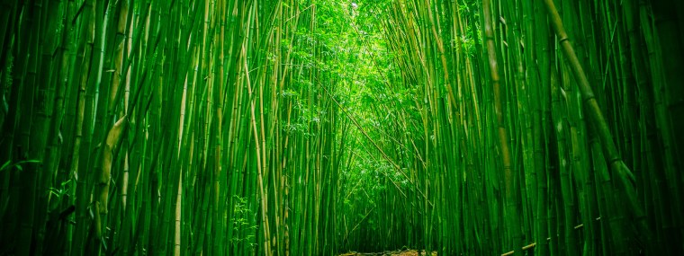 Фон заросли бамбука