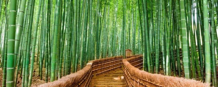 Домик в бамбуковом лесу