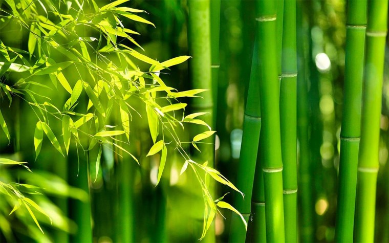 «Бамбук» ra 478839