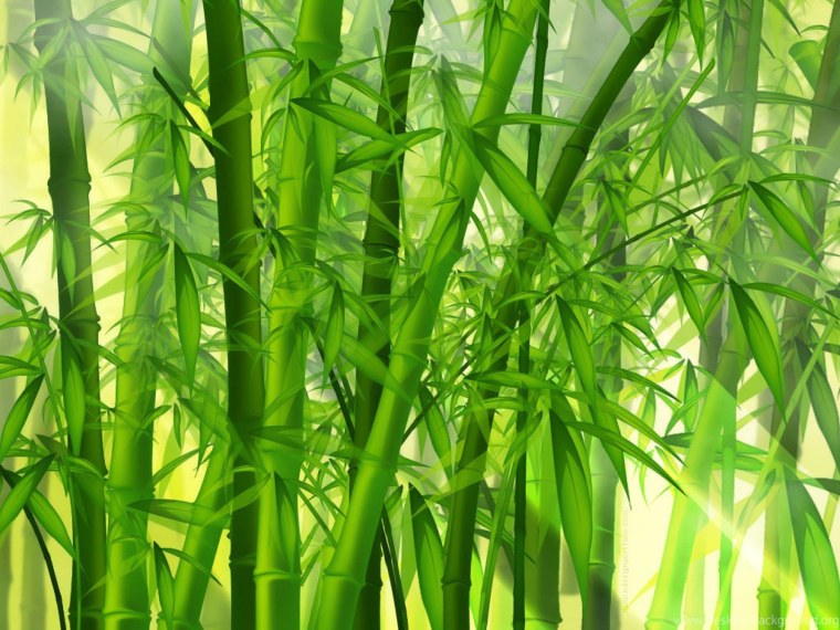 Бамбук в природе