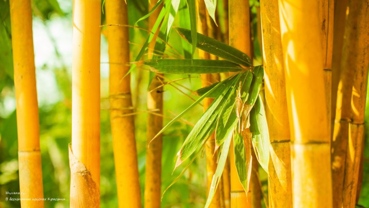 Бамбук и солнце