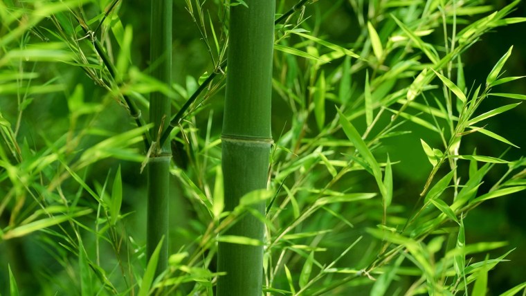 Листья бамбука