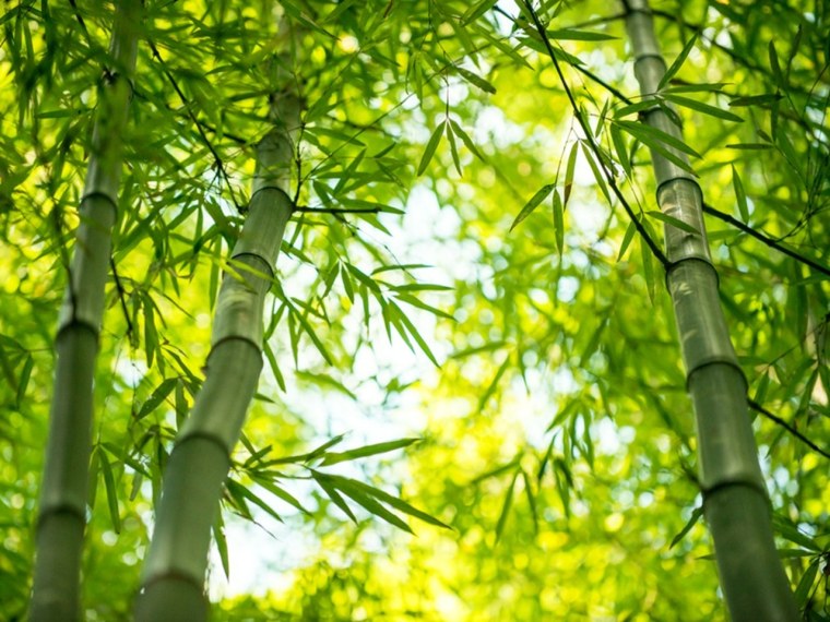 Фотообои бамбук