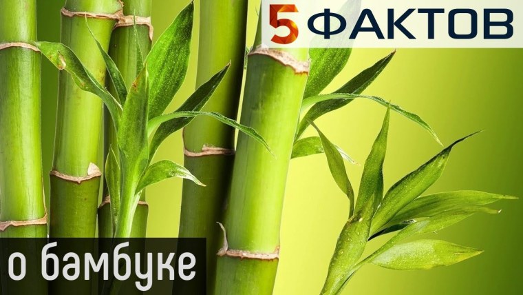 Молодой бамбук