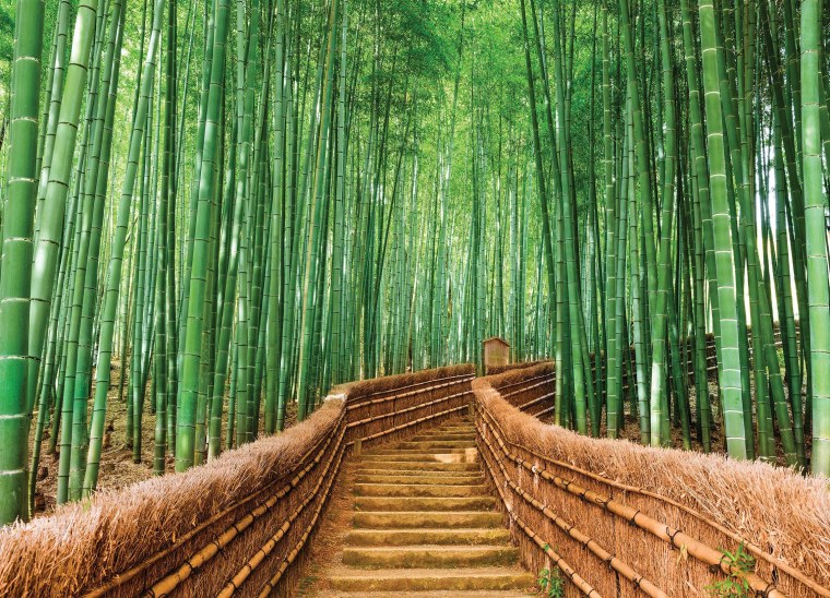 Бамбуковый парк, Киото, Япония