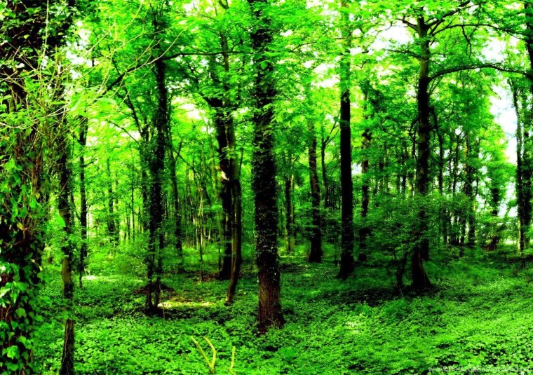 Разные леса