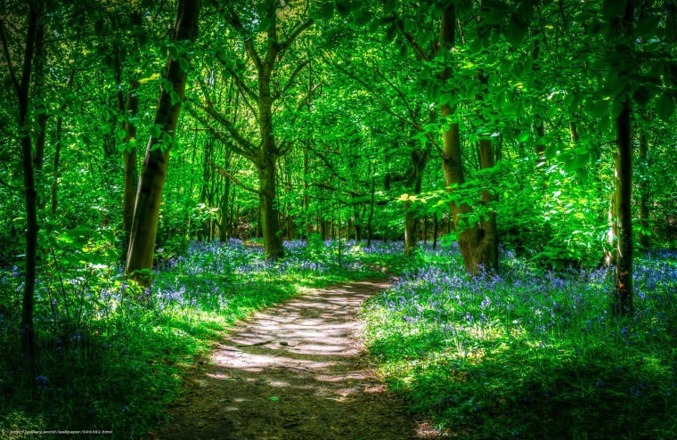 Красивые зеленые леса