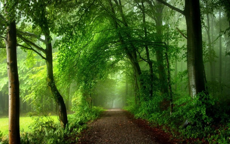 Зеленые аллеи