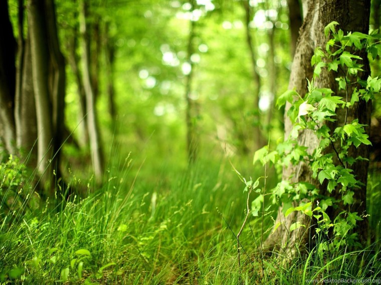 Природа зелень