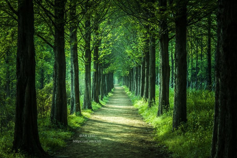 Лесная тропинка аллея