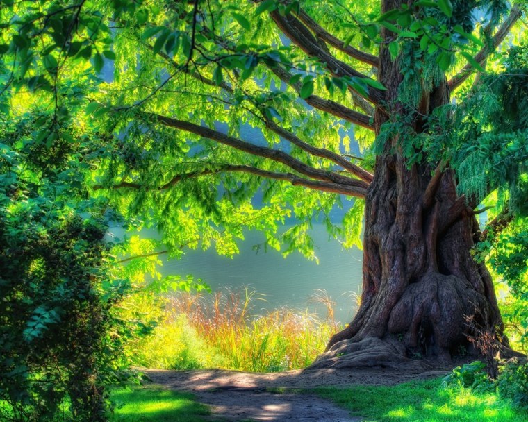 Деревья в лесу