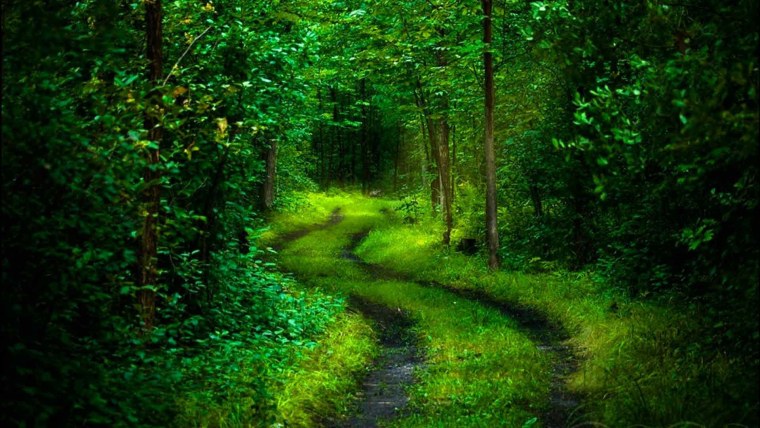 Зеленый лес