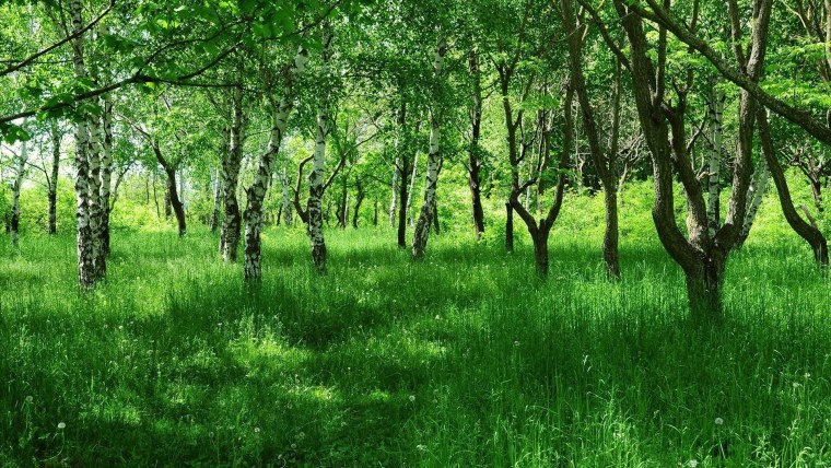 Роща деревьев
