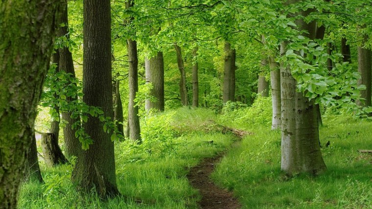 Тропинка в лесу 1920 1080