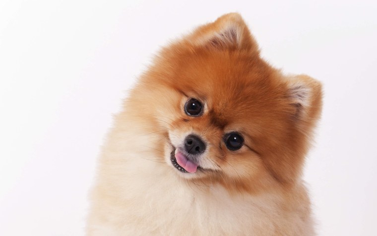 Шпиц терьер короткошерстный