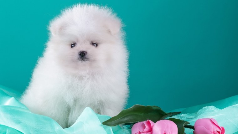 Карликовые Шпицы обои