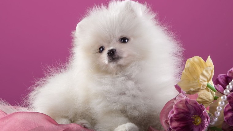 Померанский шпиц розовый