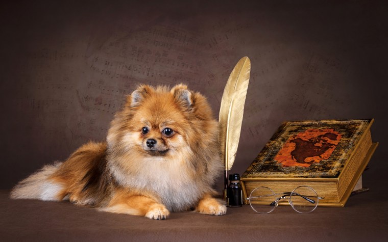 Заставка на рабочий стол шпиц