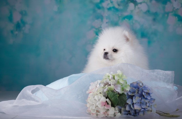 Мини шпиц белый