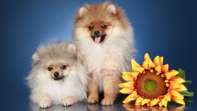 Померанский шпиц