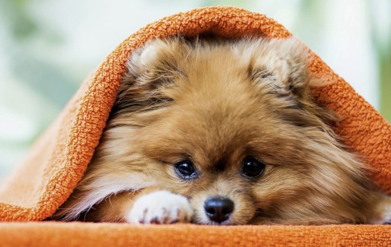 Маленький рыжий щенок