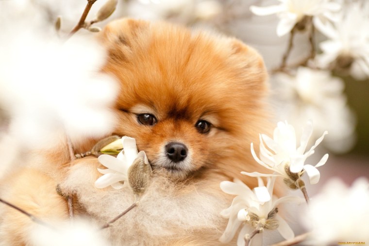 Померанский шпиц весной