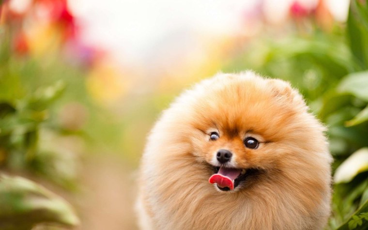 Pomeranian Dog
