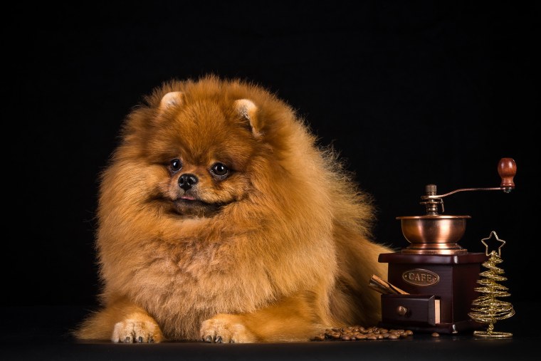 Шпиц померанский кофейный