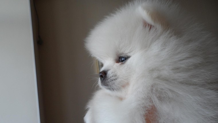 Померанский шпиц альбинос