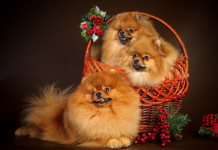 Шпиц терьер