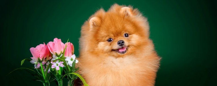 Шпиц с розой