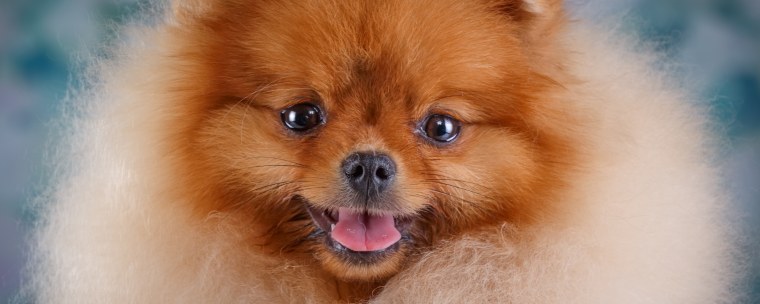 Фото Померанцев на обложку