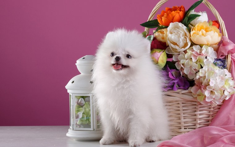 Шпиц собака