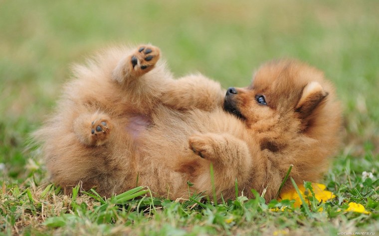 Померанский шпиц Весна