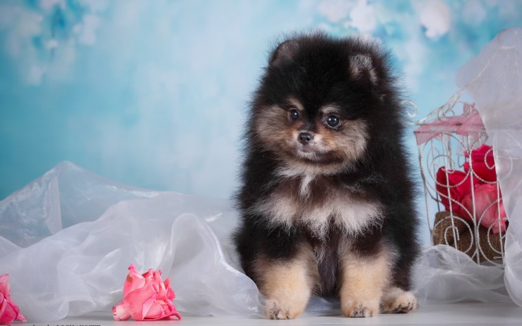 Померанский шпиц шоколадный