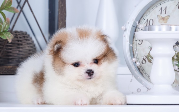 Шпиц маленький щеночек