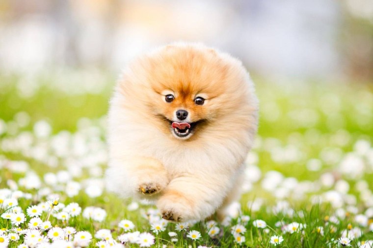 Померанский шпиц Весна