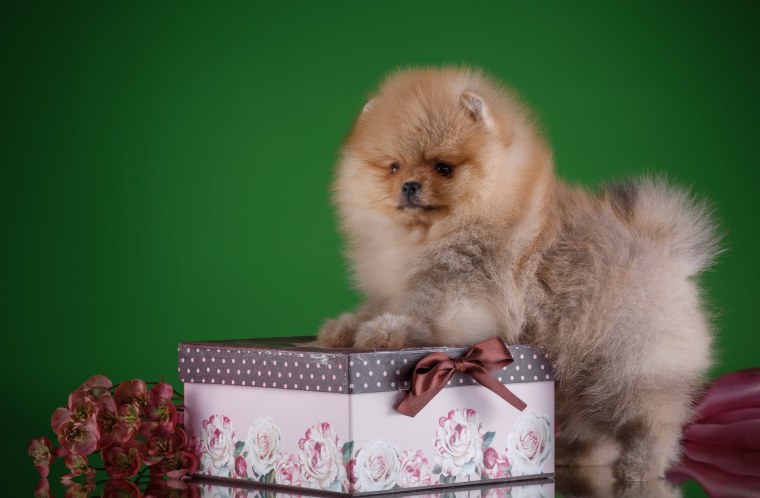 Померанский шпиц