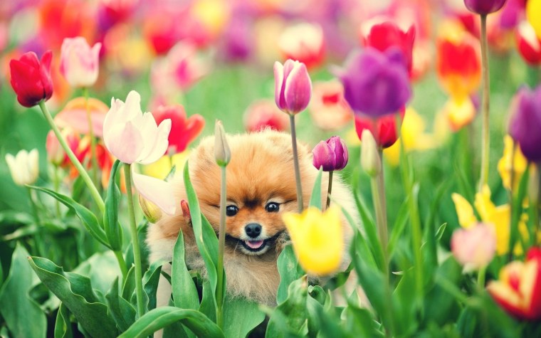 Померанский шпиц и тюльпаны