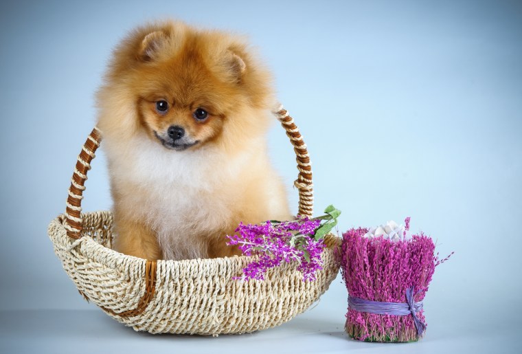 Шпиц терьер померанский