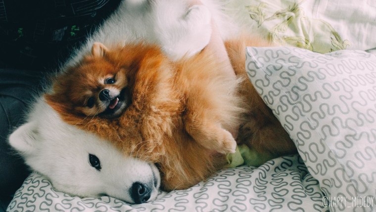 Померанский шпиц мультипу