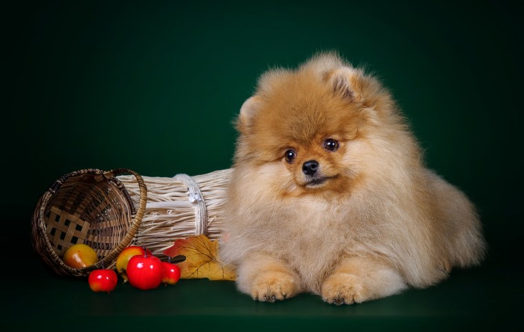 Померанский шпиц длинношерстный