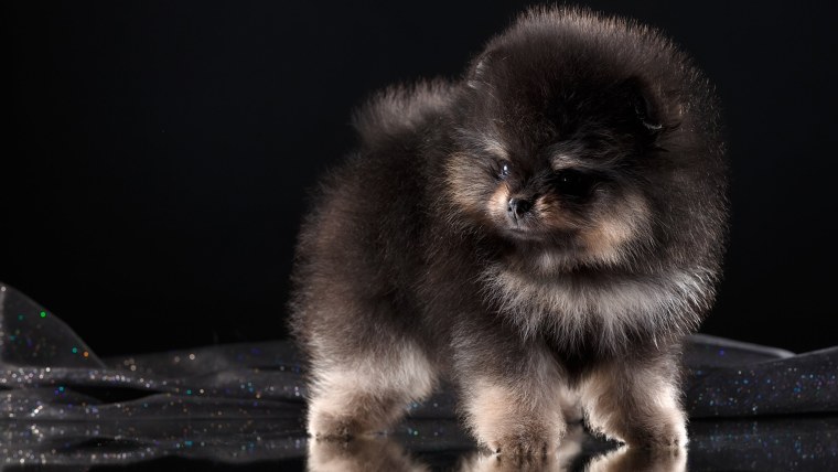 Шпиц померанский медвежьего