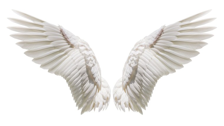 Крыло птицы на белом фоне